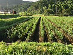 有機農業・特別栽培をめざして